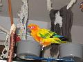 Mallone conure soleil 2006